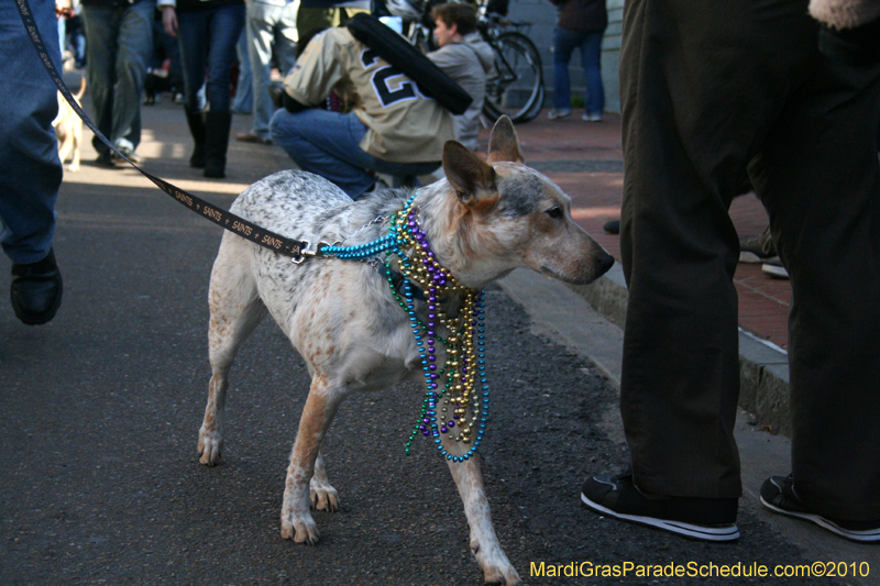 Mystic-Krewe-of-Barkus-Mardi-Gras-2010-French-Quarter-5093