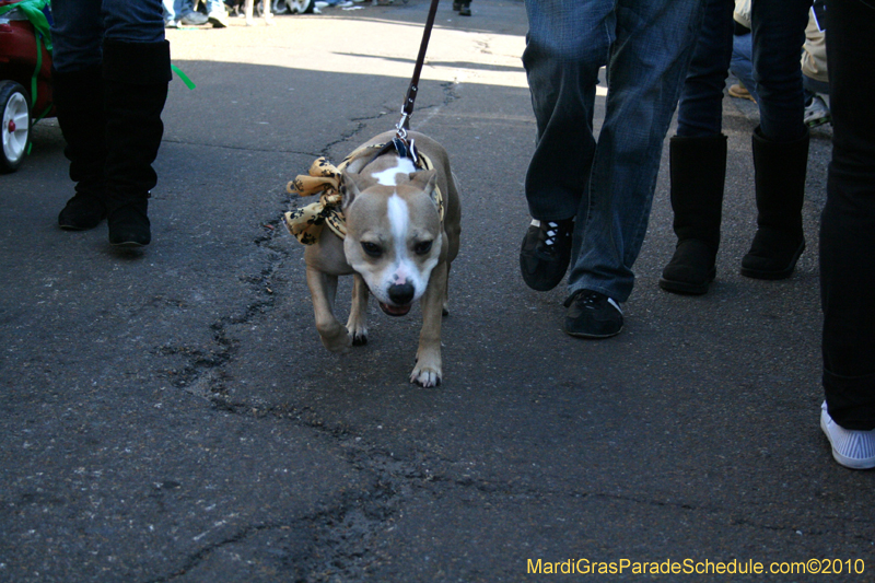 Mystic-Krewe-of-Barkus-Mardi-Gras-2010-French-Quarter-5095