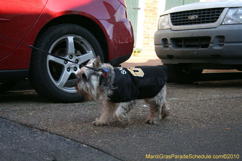 Mystic-Krewe-of-Barkus-Mardi-Gras-2010-French-Quarter-5096