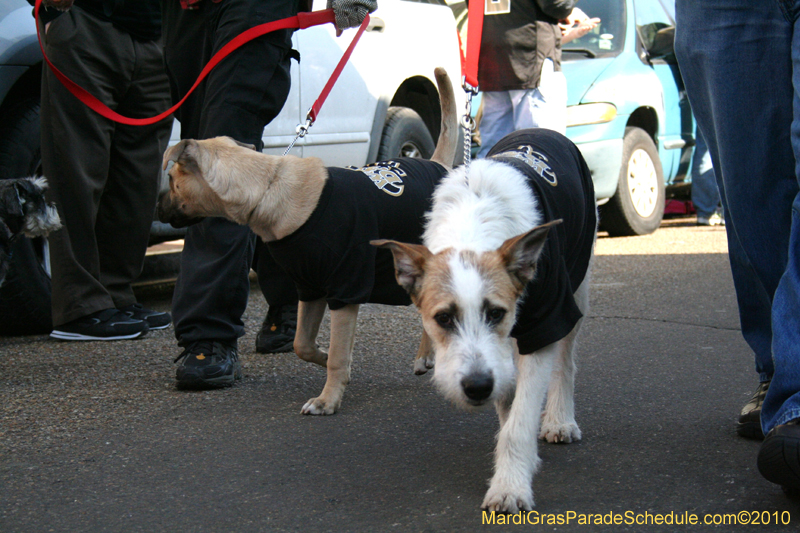 Mystic-Krewe-of-Barkus-Mardi-Gras-2010-French-Quarter-5101