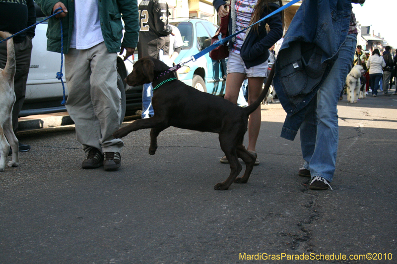 Mystic-Krewe-of-Barkus-Mardi-Gras-2010-French-Quarter-5102