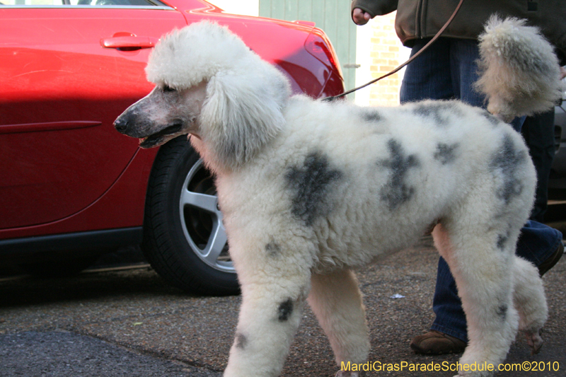 Mystic-Krewe-of-Barkus-Mardi-Gras-2010-French-Quarter-5103