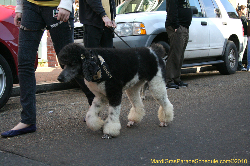 Mystic-Krewe-of-Barkus-Mardi-Gras-2010-French-Quarter-5104