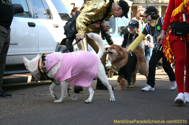 Mystic-Krewe-of-Barkus-Mardi-Gras-2010-French-Quarter-5106