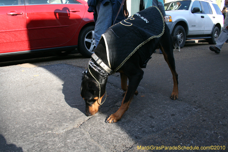 Mystic-Krewe-of-Barkus-Mardi-Gras-2010-French-Quarter-5124