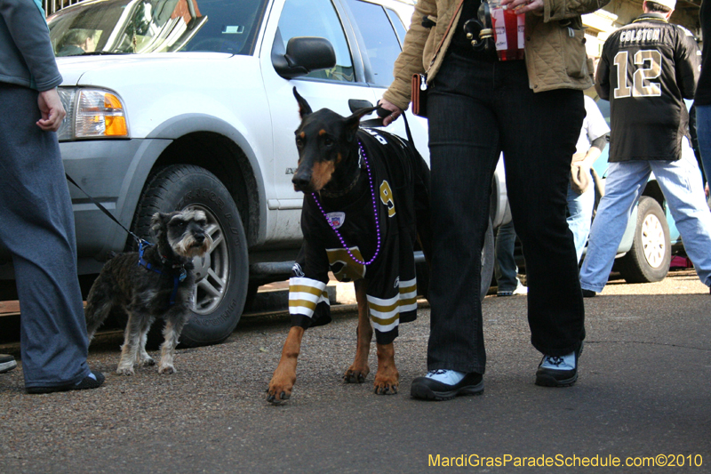 Mystic-Krewe-of-Barkus-Mardi-Gras-2010-French-Quarter-5126