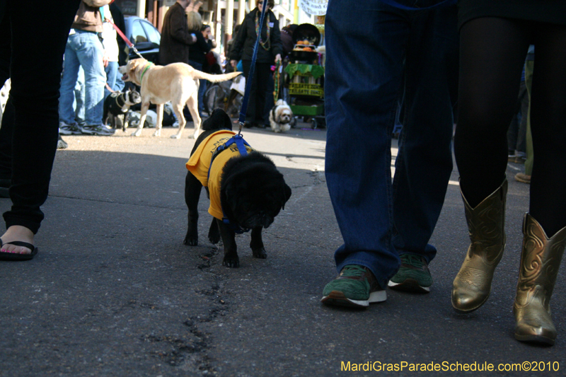 Mystic-Krewe-of-Barkus-Mardi-Gras-2010-French-Quarter-5128