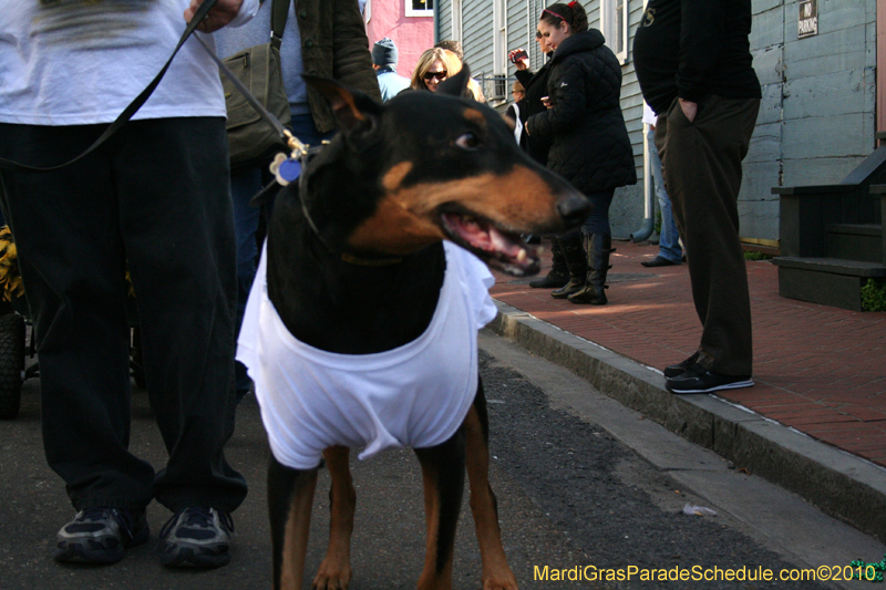 Mystic-Krewe-of-Barkus-Mardi-Gras-2010-French-Quarter-5131