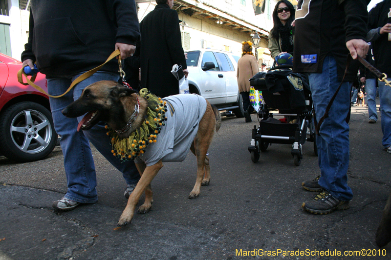 Mystic-Krewe-of-Barkus-Mardi-Gras-2010-French-Quarter-5137