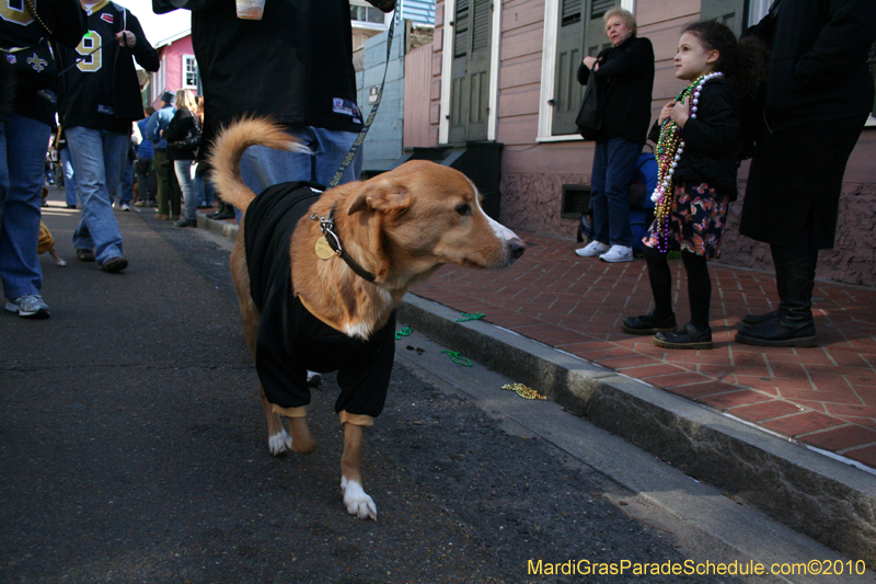 Mystic-Krewe-of-Barkus-Mardi-Gras-2010-French-Quarter-5138