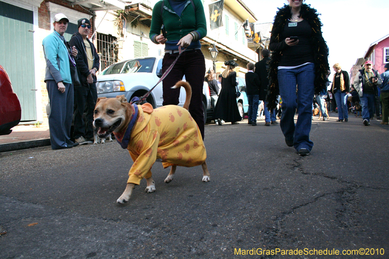 Mystic-Krewe-of-Barkus-Mardi-Gras-2010-French-Quarter-5139