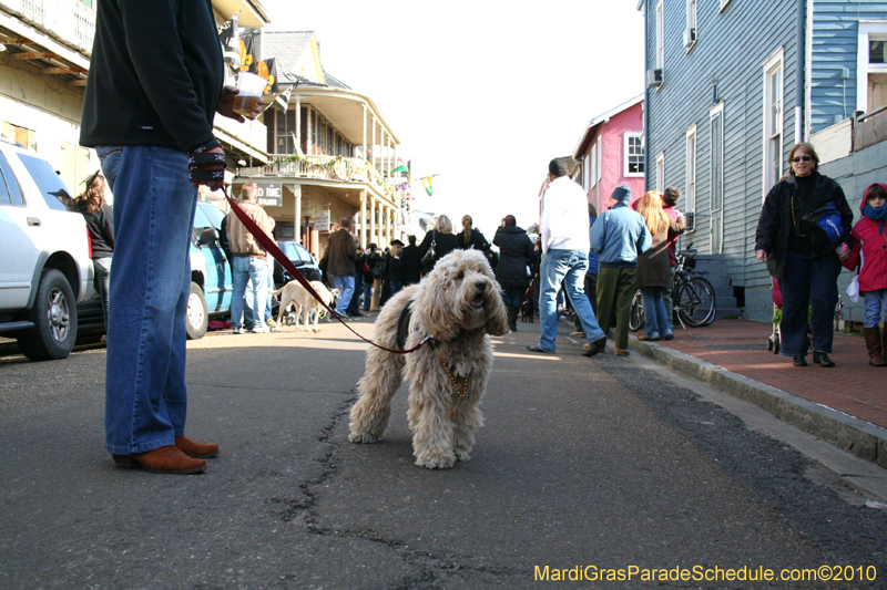 Mystic-Krewe-of-Barkus-Mardi-Gras-2010-French-Quarter-5141