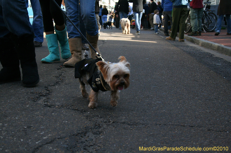 Mystic-Krewe-of-Barkus-Mardi-Gras-2010-French-Quarter-5144