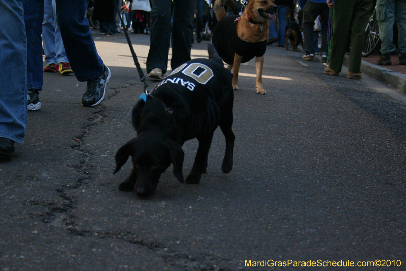 Mystic-Krewe-of-Barkus-Mardi-Gras-2010-French-Quarter-5146