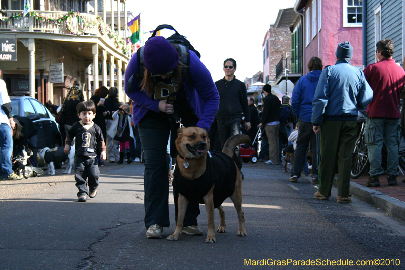 Mystic-Krewe-of-Barkus-Mardi-Gras-2010-French-Quarter-5147