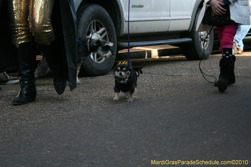 Mystic-Krewe-of-Barkus-Mardi-Gras-2010-French-Quarter-5149