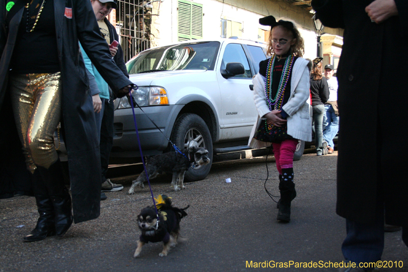 Mystic-Krewe-of-Barkus-Mardi-Gras-2010-French-Quarter-5150