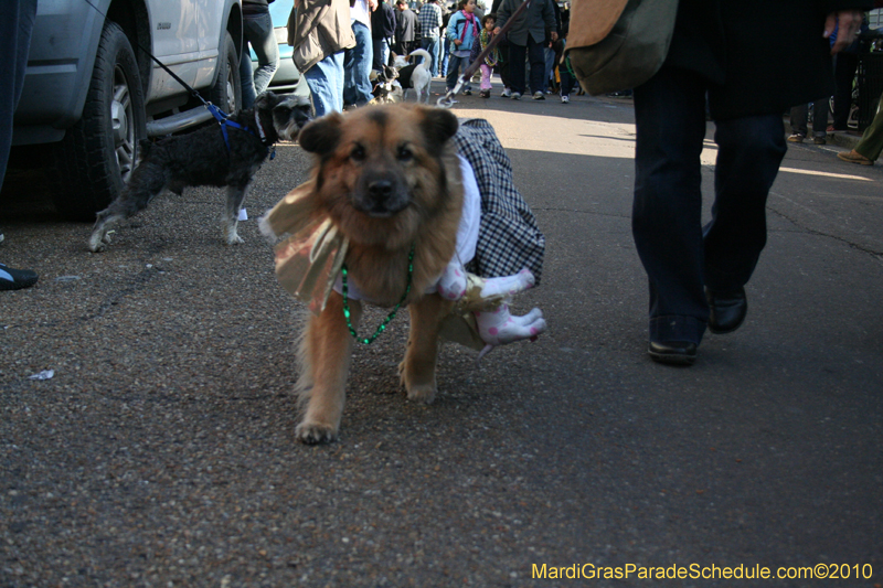 Mystic-Krewe-of-Barkus-Mardi-Gras-2010-French-Quarter-5153