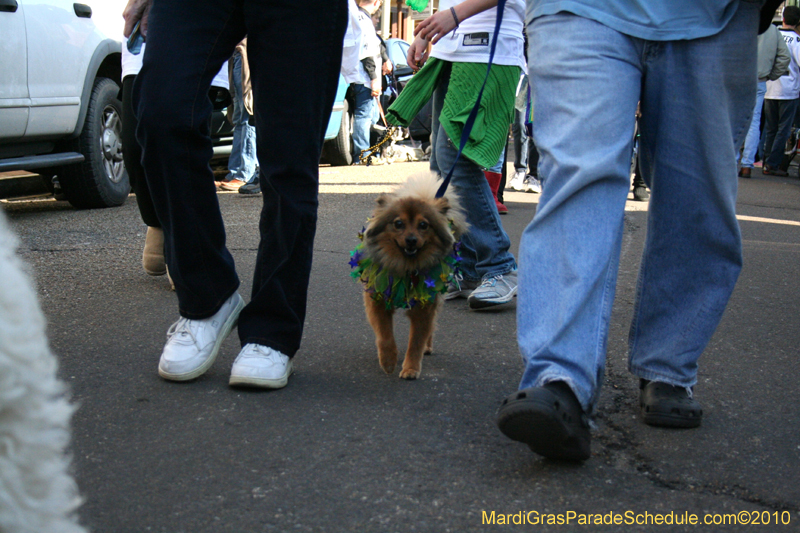 Mystic-Krewe-of-Barkus-Mardi-Gras-2010-French-Quarter-5156