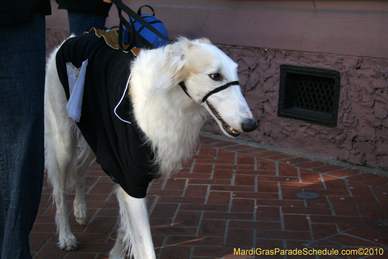 Mystic-Krewe-of-Barkus-Mardi-Gras-2010-French-Quarter-5161