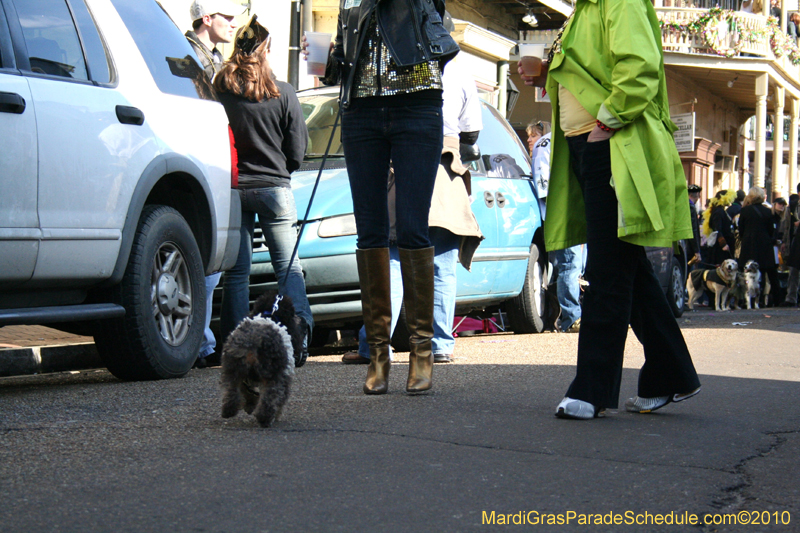 Mystic-Krewe-of-Barkus-Mardi-Gras-2010-French-Quarter-5166