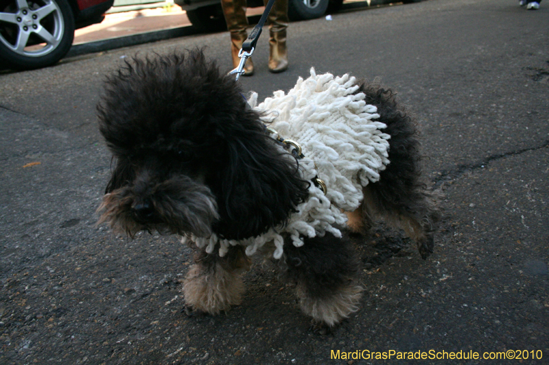 Mystic-Krewe-of-Barkus-Mardi-Gras-2010-French-Quarter-5168