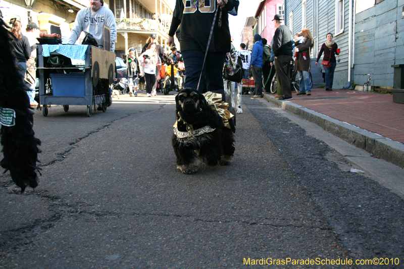 Mystic-Krewe-of-Barkus-Mardi-Gras-2010-French-Quarter-5170