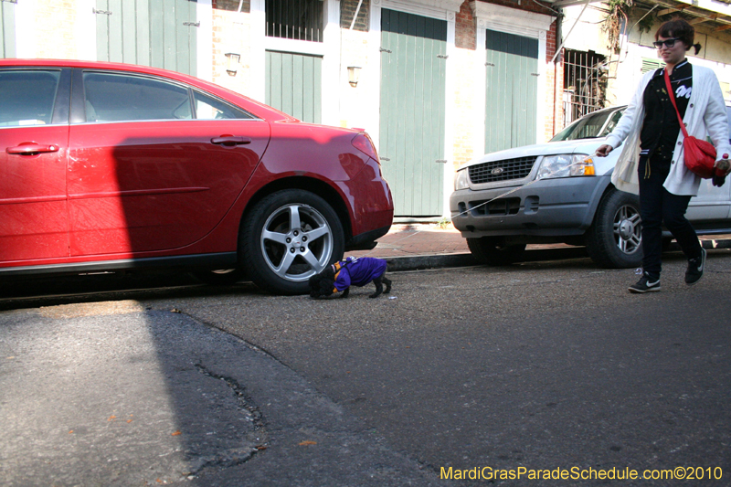 Mystic-Krewe-of-Barkus-Mardi-Gras-2010-French-Quarter-5175