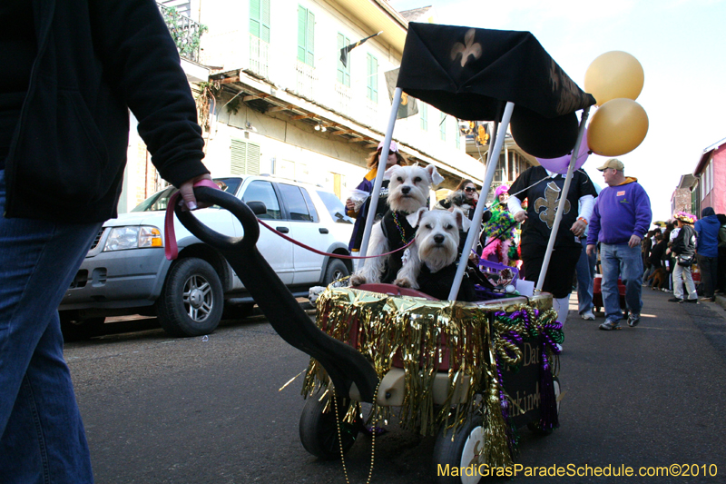 Mystic-Krewe-of-Barkus-Mardi-Gras-2010-French-Quarter-5176