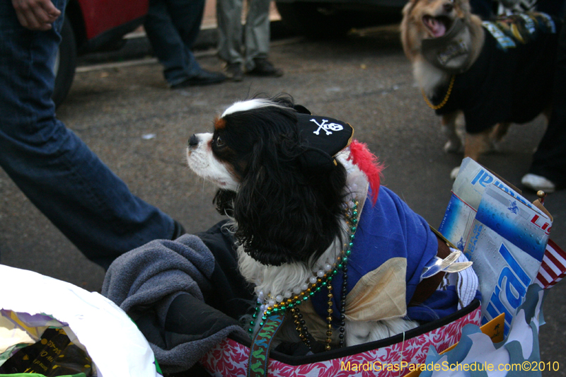 Mystic-Krewe-of-Barkus-Mardi-Gras-2010-French-Quarter-5199