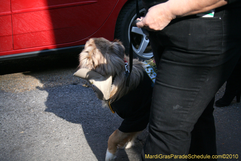 Mystic-Krewe-of-Barkus-Mardi-Gras-2010-French-Quarter-5200