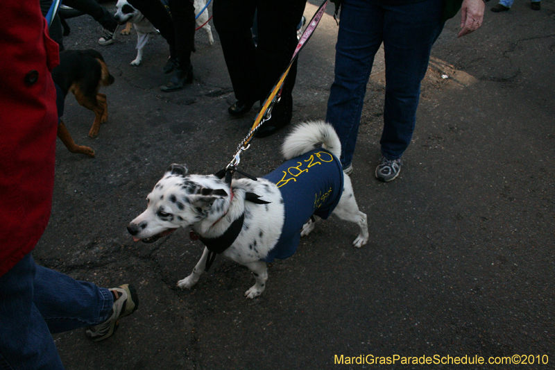 Mystic-Krewe-of-Barkus-Mardi-Gras-2010-French-Quarter-5204