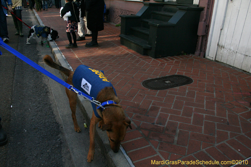 Mystic-Krewe-of-Barkus-Mardi-Gras-2010-French-Quarter-5205