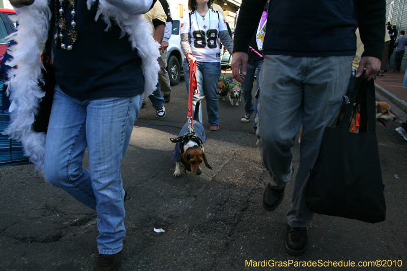 Mystic-Krewe-of-Barkus-Mardi-Gras-2010-French-Quarter-5206