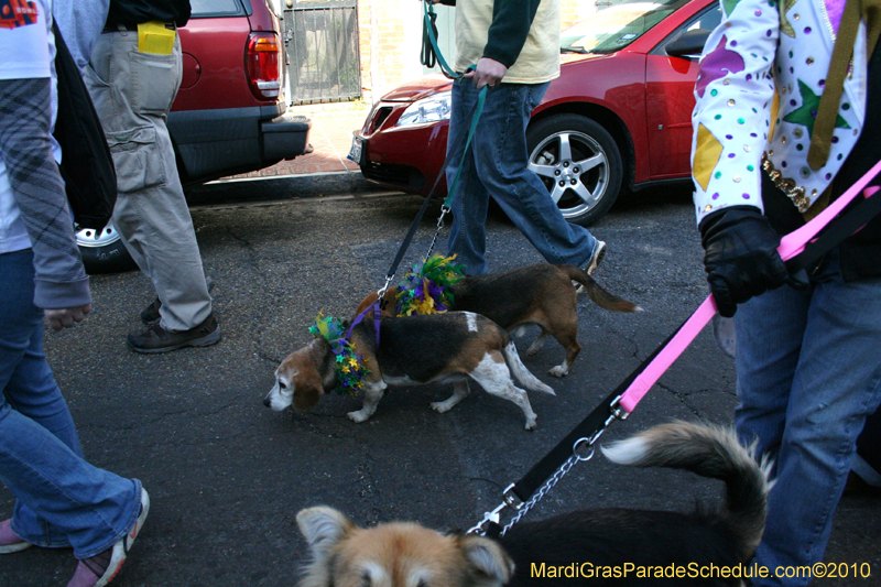 Mystic-Krewe-of-Barkus-Mardi-Gras-2010-French-Quarter-5208