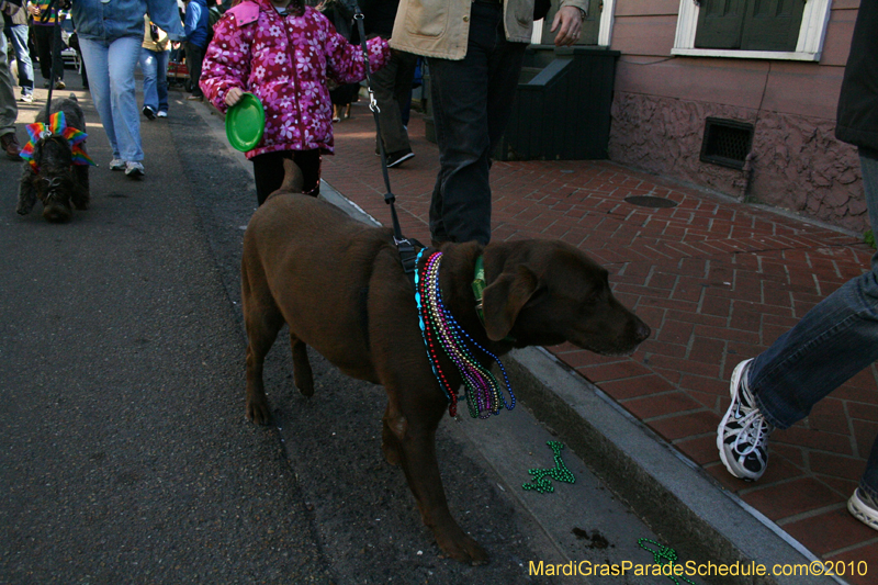 Mystic-Krewe-of-Barkus-Mardi-Gras-2010-French-Quarter-5210