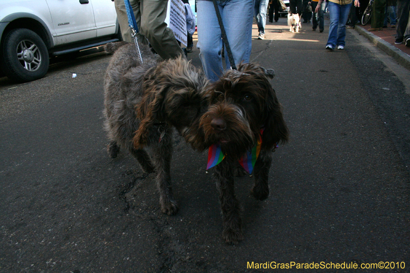 Mystic-Krewe-of-Barkus-Mardi-Gras-2010-French-Quarter-5211