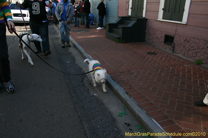 Mystic-Krewe-of-Barkus-Mardi-Gras-2010-French-Quarter-5213