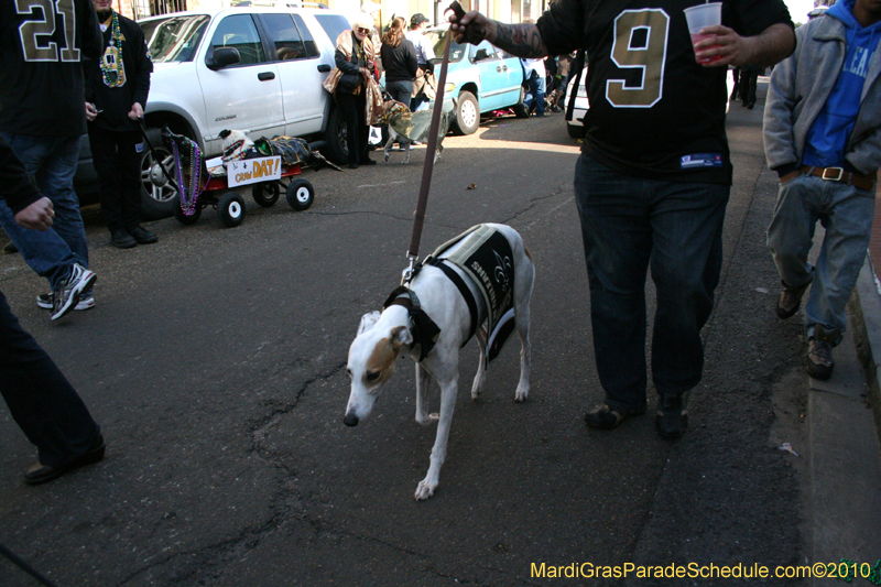 Mystic-Krewe-of-Barkus-Mardi-Gras-2010-French-Quarter-5214