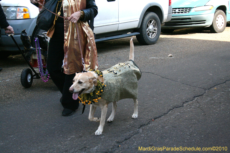 Mystic-Krewe-of-Barkus-Mardi-Gras-2010-French-Quarter-5217