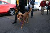 Mystic-Krewe-of-Barkus-Mardi-Gras-2010-French-Quarter-5002