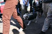 Mystic-Krewe-of-Barkus-Mardi-Gras-2010-French-Quarter-5022