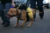 Mystic-Krewe-of-Barkus-Mardi-Gras-2010-French-Quarter-5037