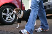 Mystic-Krewe-of-Barkus-Mardi-Gras-2010-French-Quarter-5049