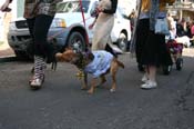 Mystic-Krewe-of-Barkus-Mardi-Gras-2010-French-Quarter-5060