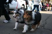 Mystic-Krewe-of-Barkus-Mardi-Gras-2010-French-Quarter-5063