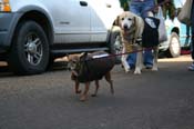 Mystic-Krewe-of-Barkus-Mardi-Gras-2010-French-Quarter-5075