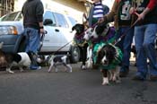 Mystic-Krewe-of-Barkus-Mardi-Gras-2010-French-Quarter-5078