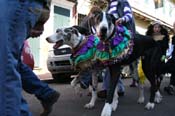 Mystic-Krewe-of-Barkus-Mardi-Gras-2010-French-Quarter-5079