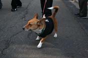 Mystic-Krewe-of-Barkus-Mardi-Gras-2010-French-Quarter-5089